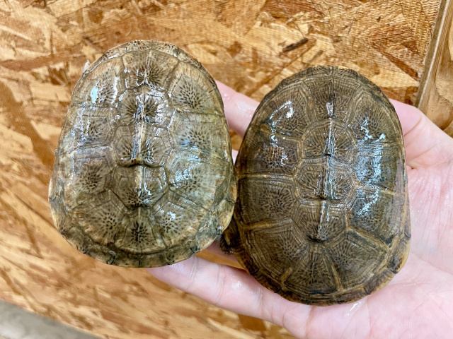 アダンソンハコヨコクビガメ