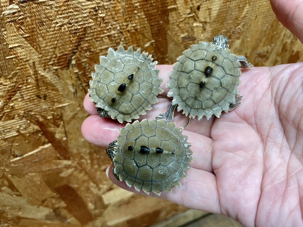 キタクロコブチズガメ(2)