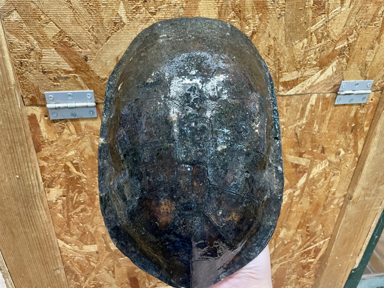 ウェルムスカエルガメ(4)