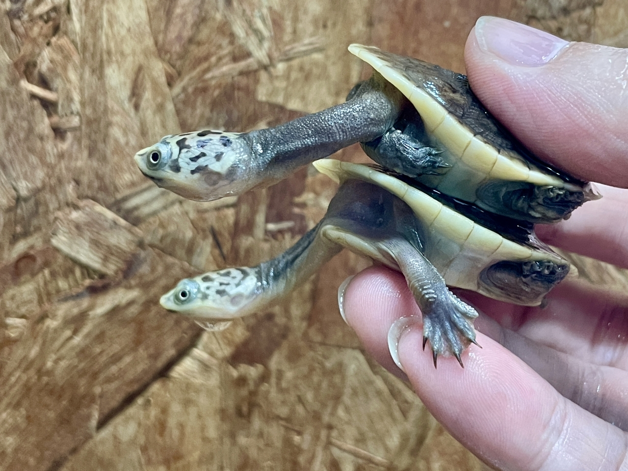 パーケリーナガクビガメ(3)