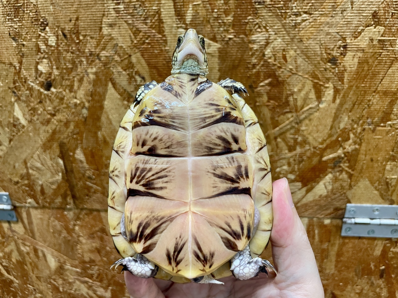 フロリダハコガメ(5)