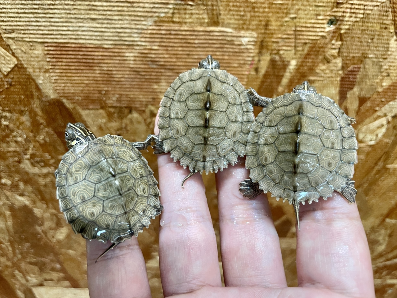 ハイイロチズガメ(2)