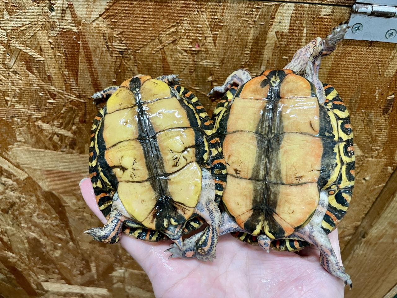コスタリカアカスジヤマガメ(5)