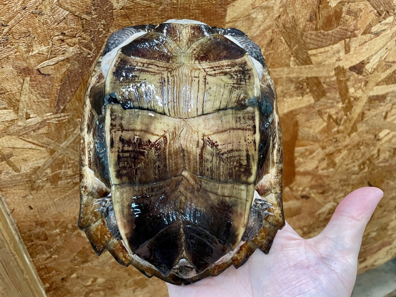 ホオジロクロガメ(4)