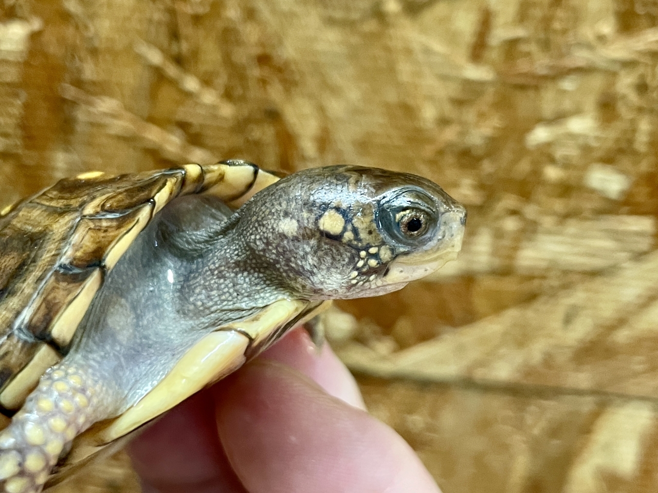 トウブハコガメ（No.4）(3)