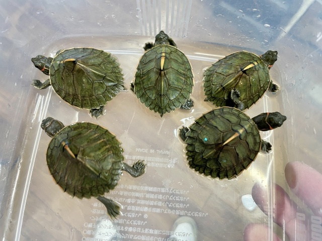 アッサムセタカガメ