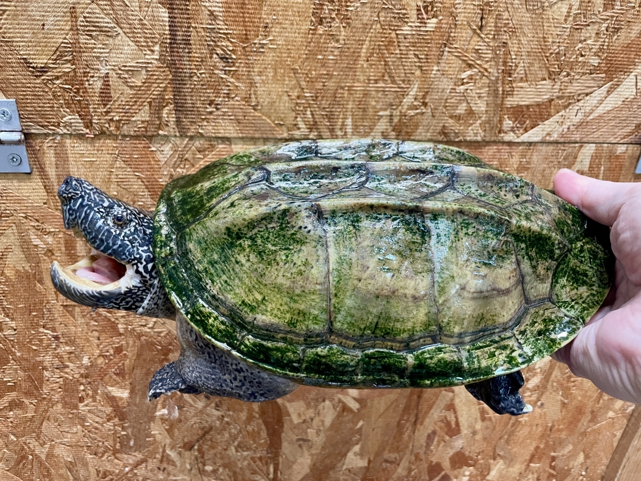 ジャイアントマスクタートル(1)