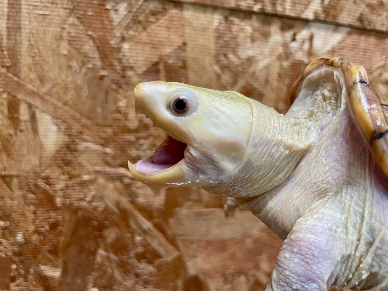 ハラガケガメ（スーパーハイポ）(6)