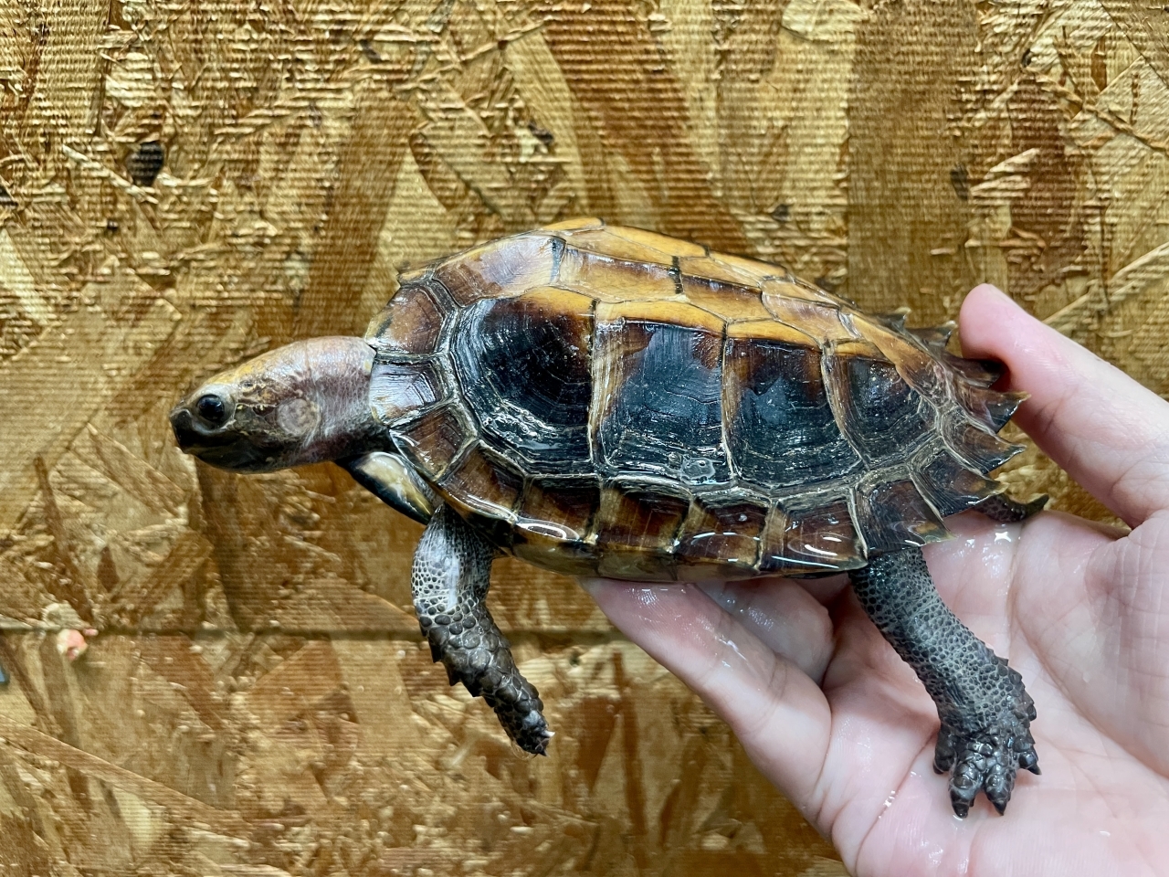 ムオヒラセガメ(2)