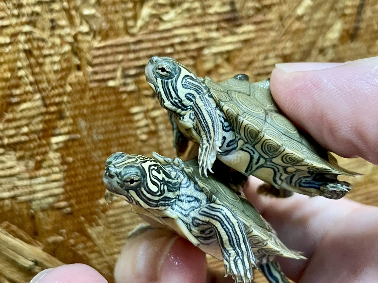 キタクロコブチズガメ(3)