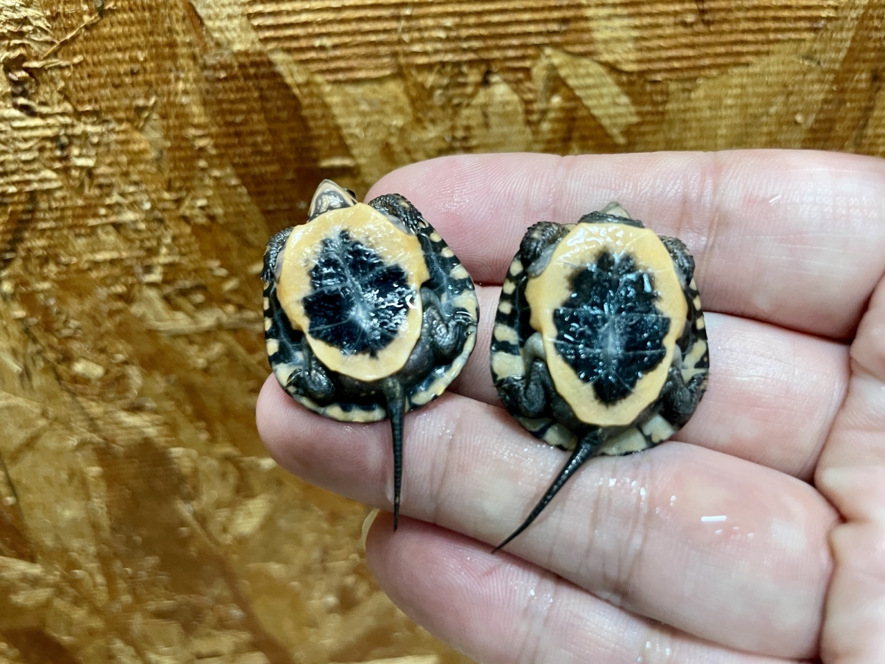 キボシイシガメ（多甲板）(4)