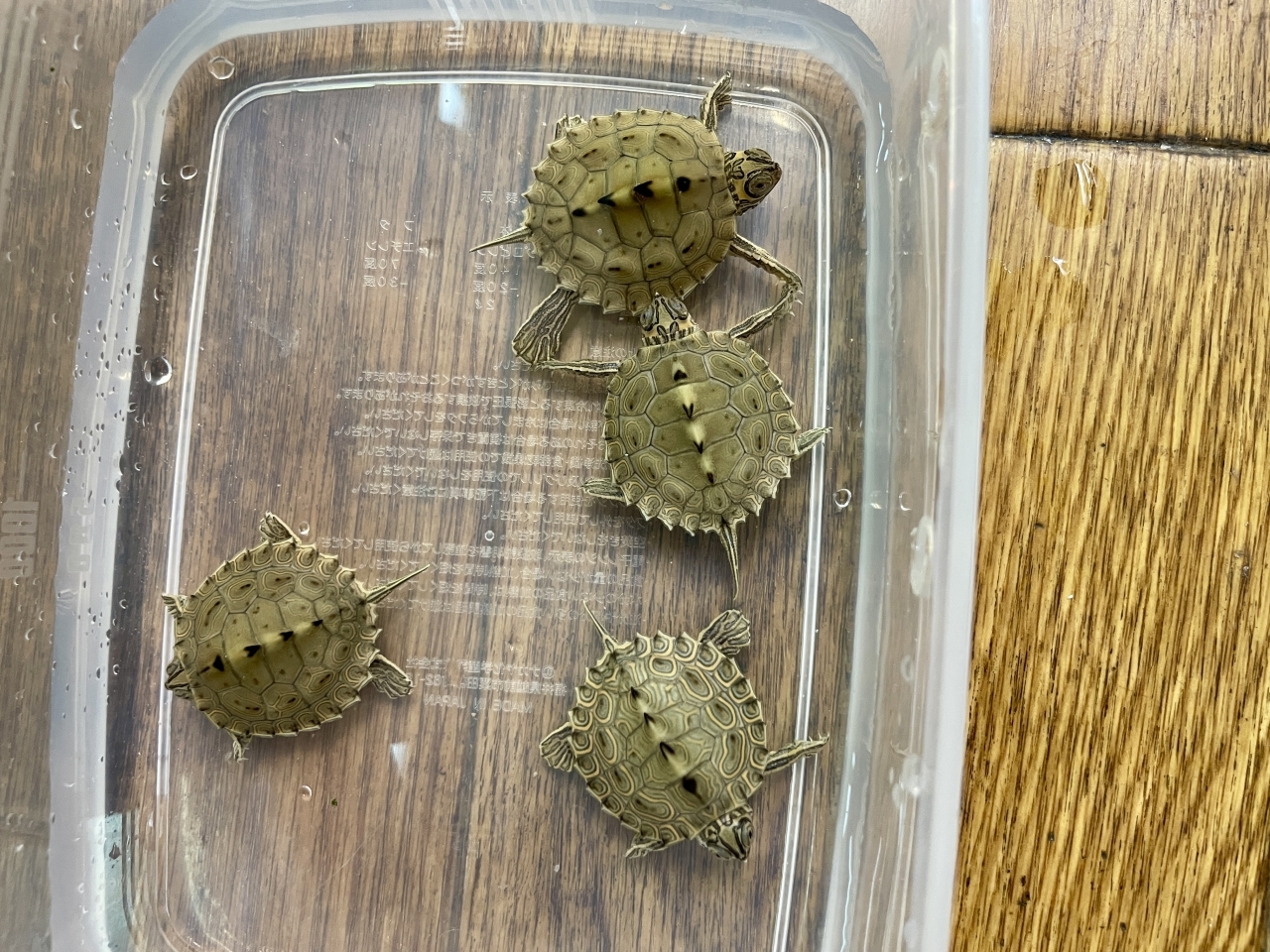 バーバーチズガメ（多甲板）(1)