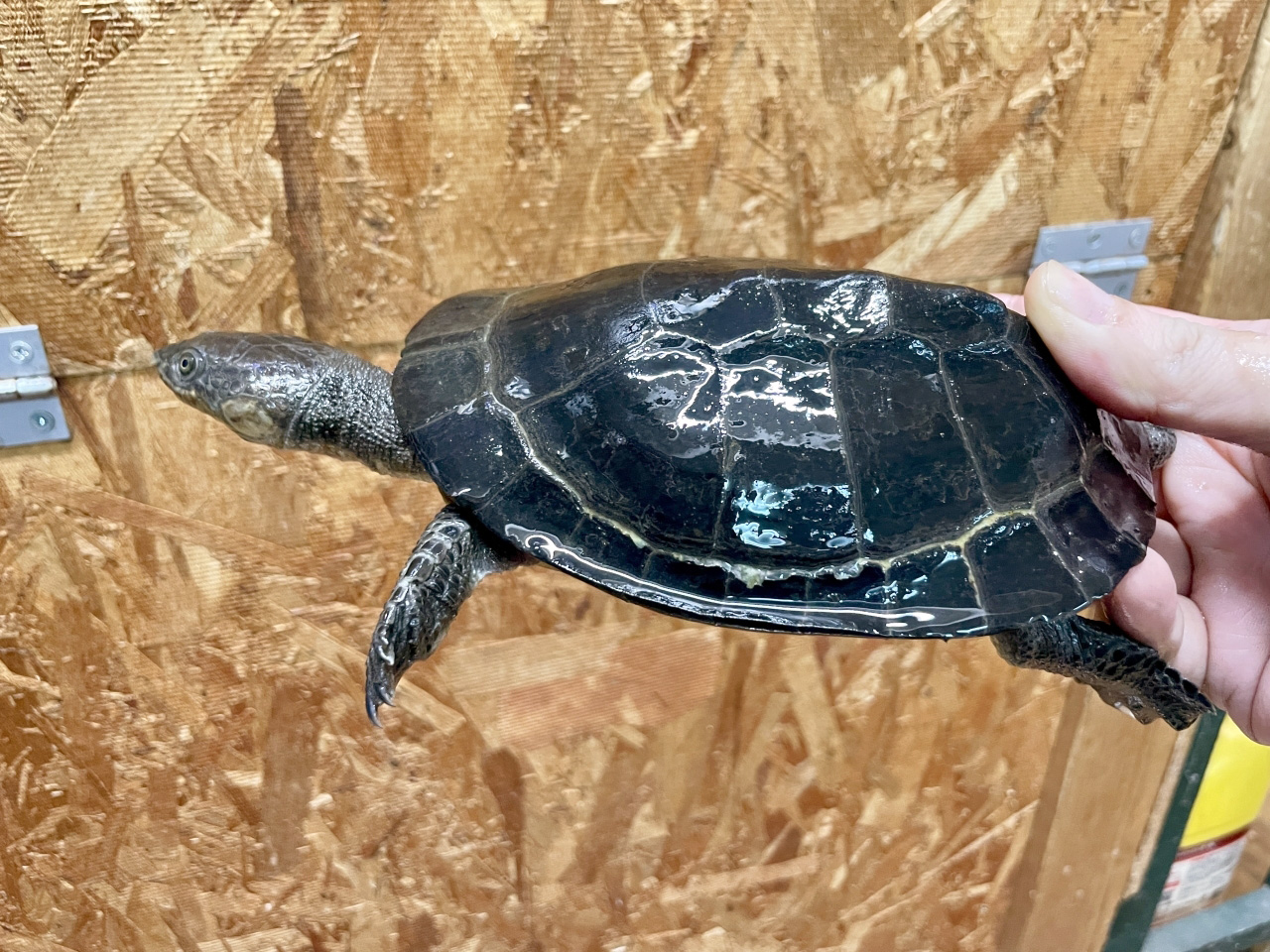 ギバタートル(2)