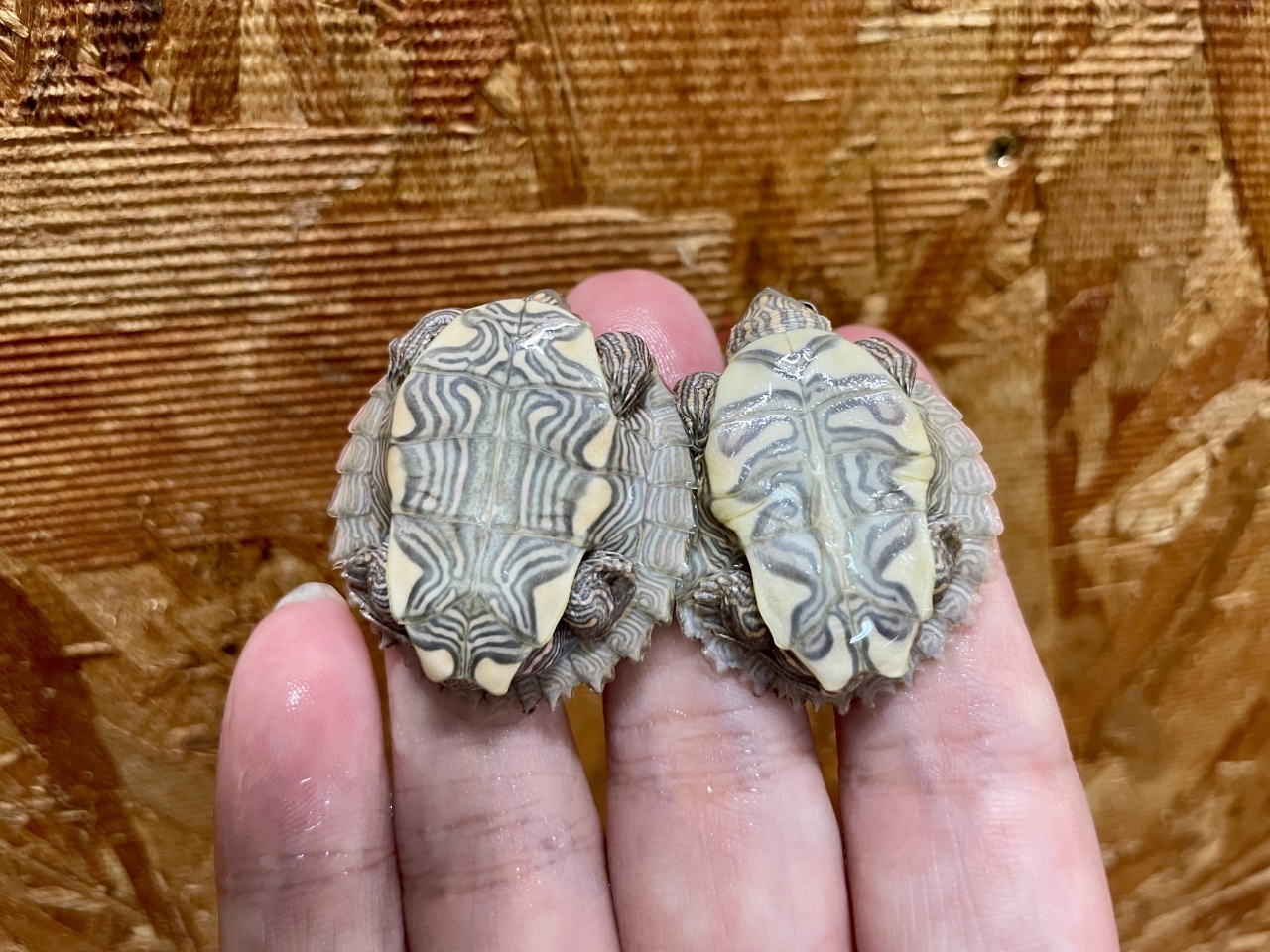 フトマユチズガメ(4)