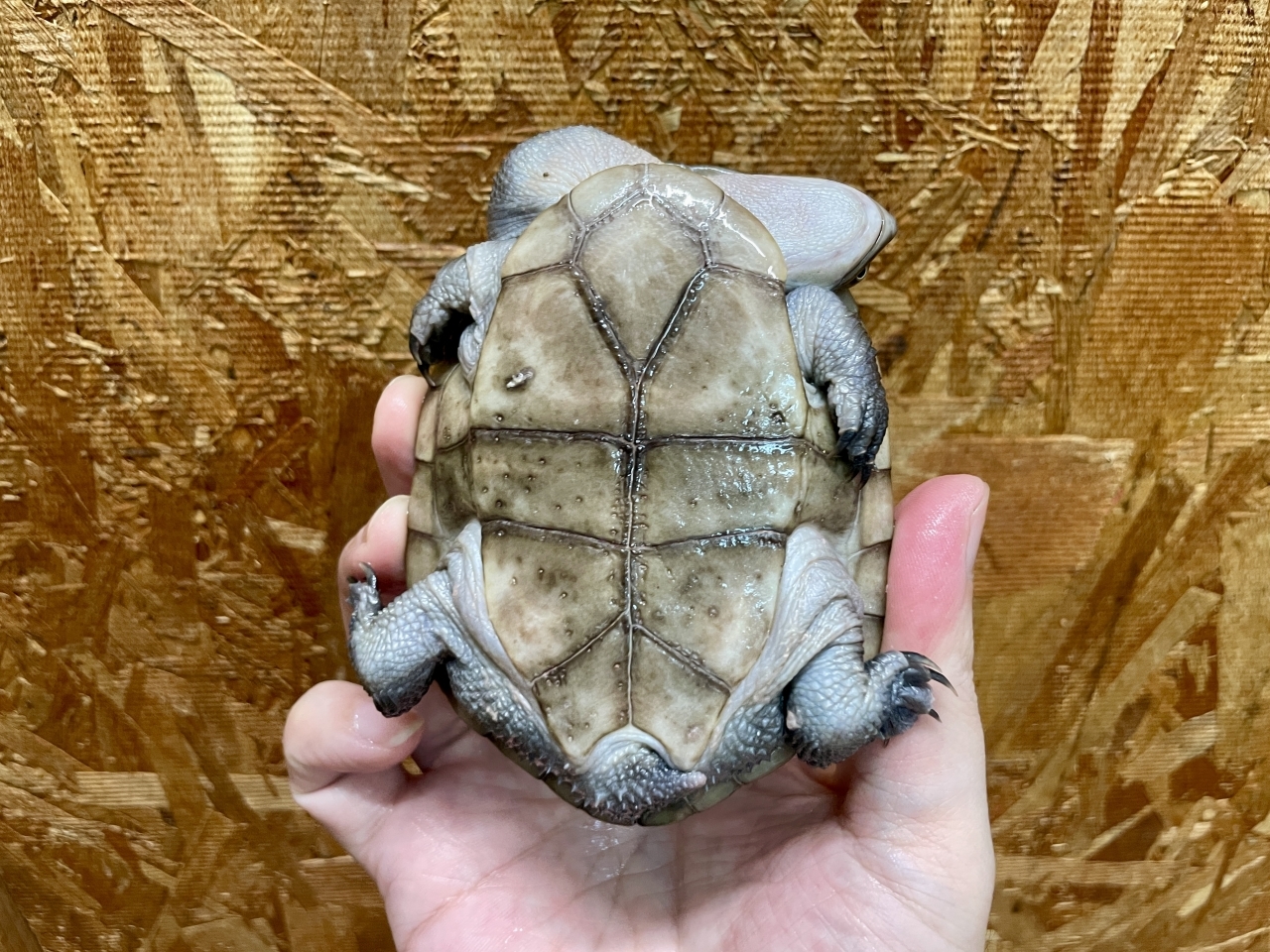 マッコードナガクビガメ（多甲板）(4)