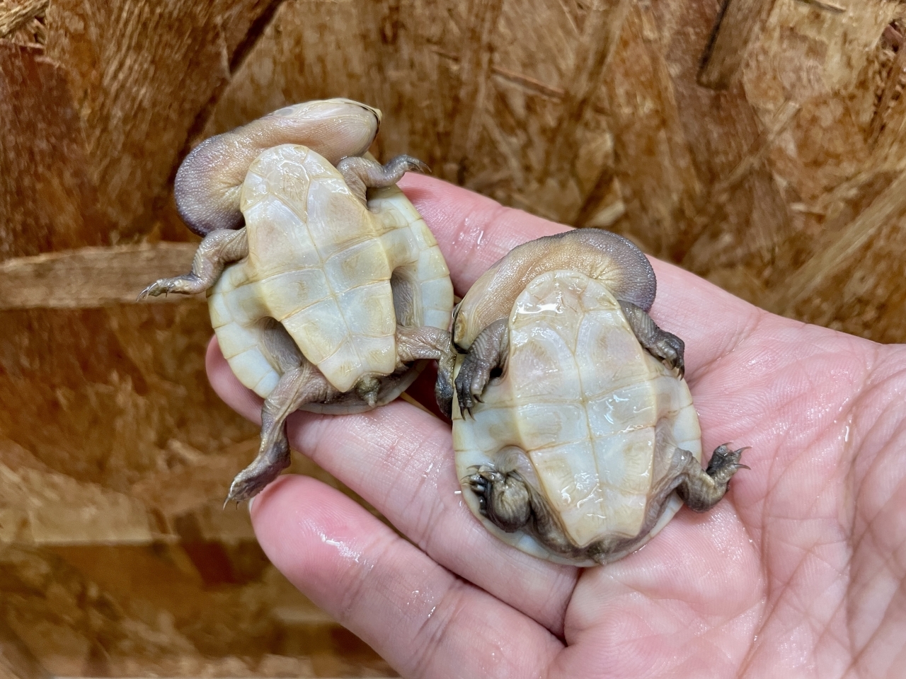 パーケリーナガクビガメ(4)