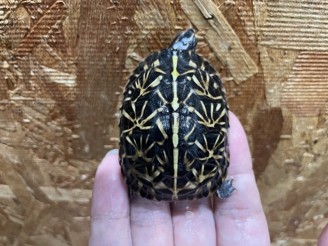 フロリダハコガメ（No.2）