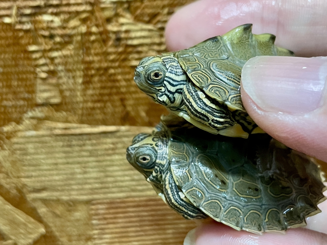 バーバーチズガメ(3)