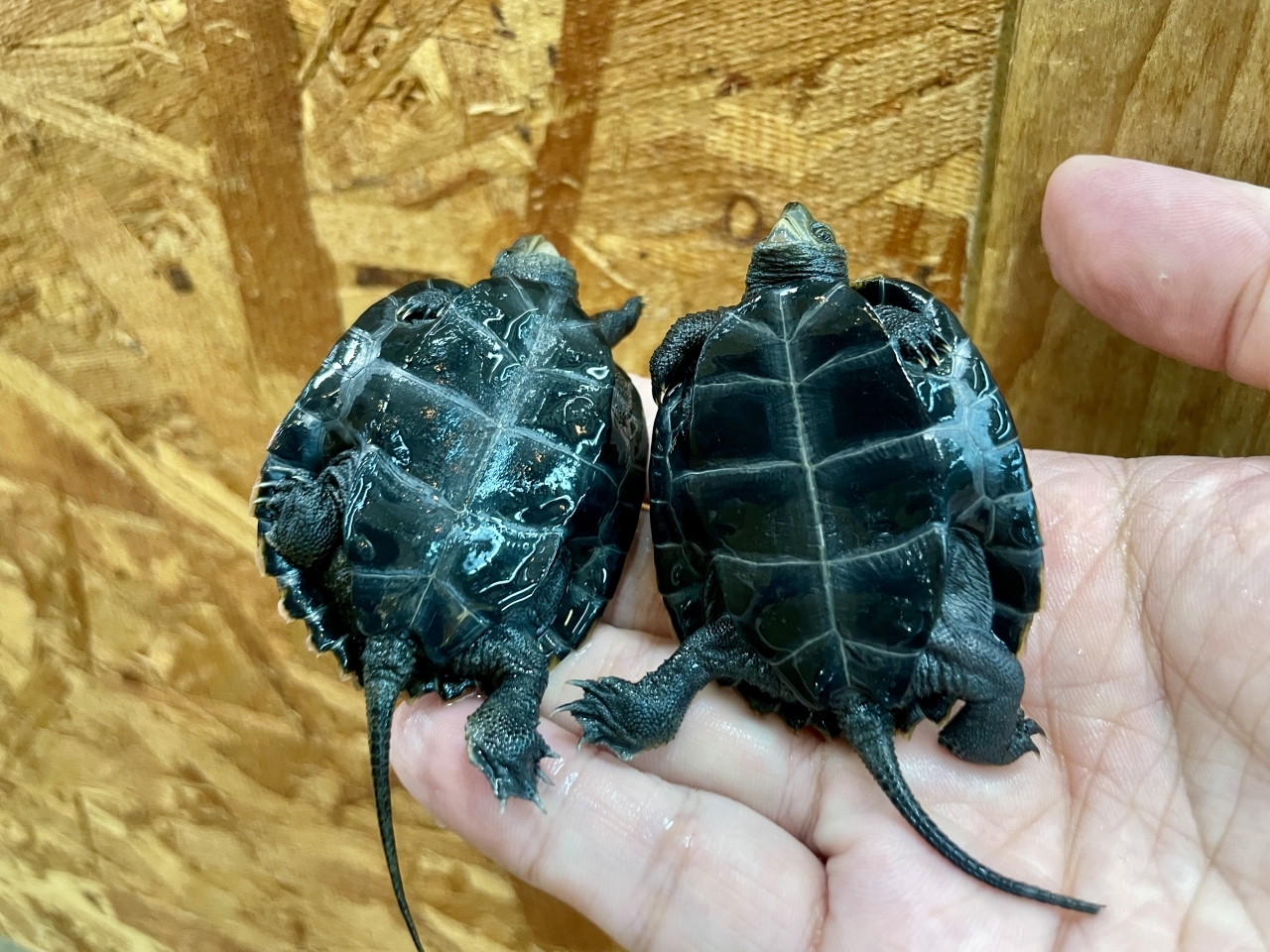 ニホンイシガメ(4)