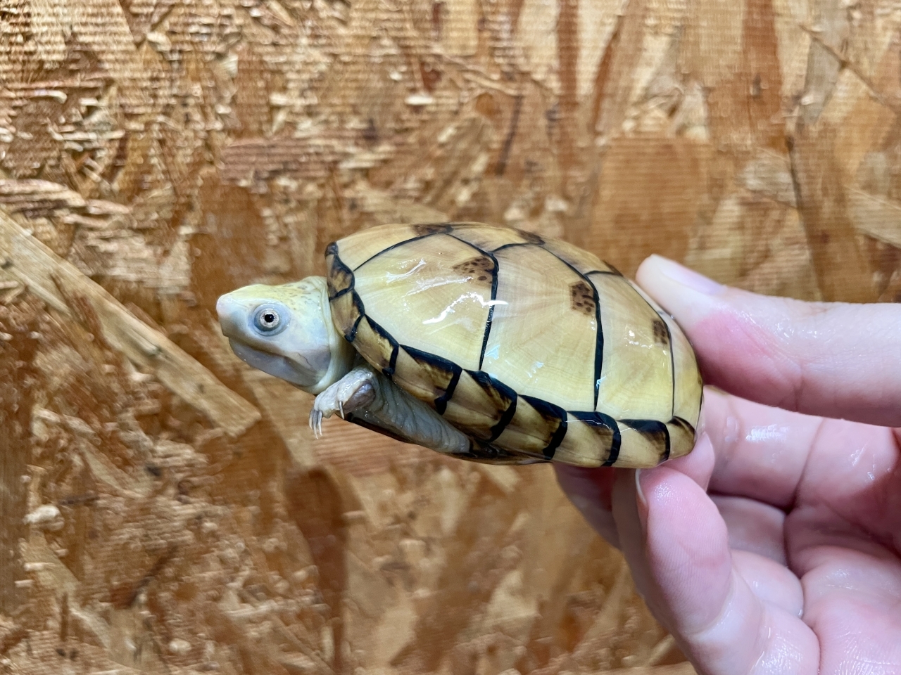 フロリダドロガメ（ハイポ）（No.3）(1)