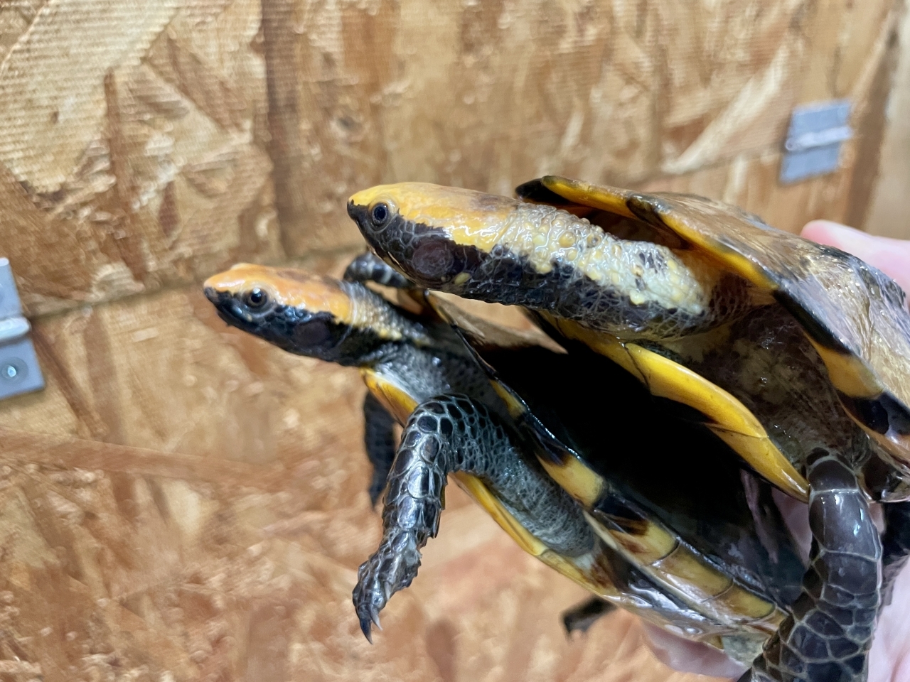 ズアカヒラタヘビクビガメ(2)