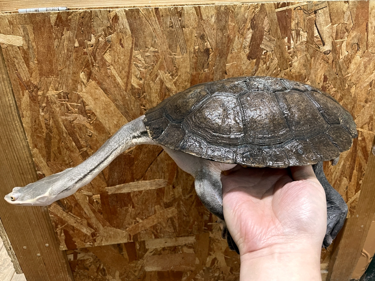 エキスパンサーナガクビガメ(1)