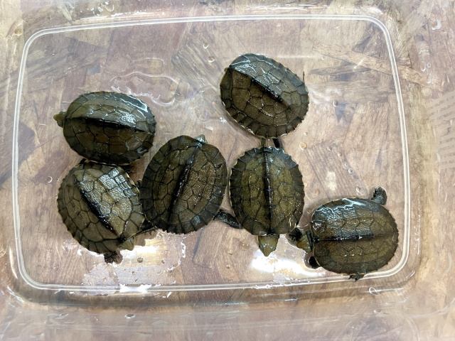 ミナミイシガメ