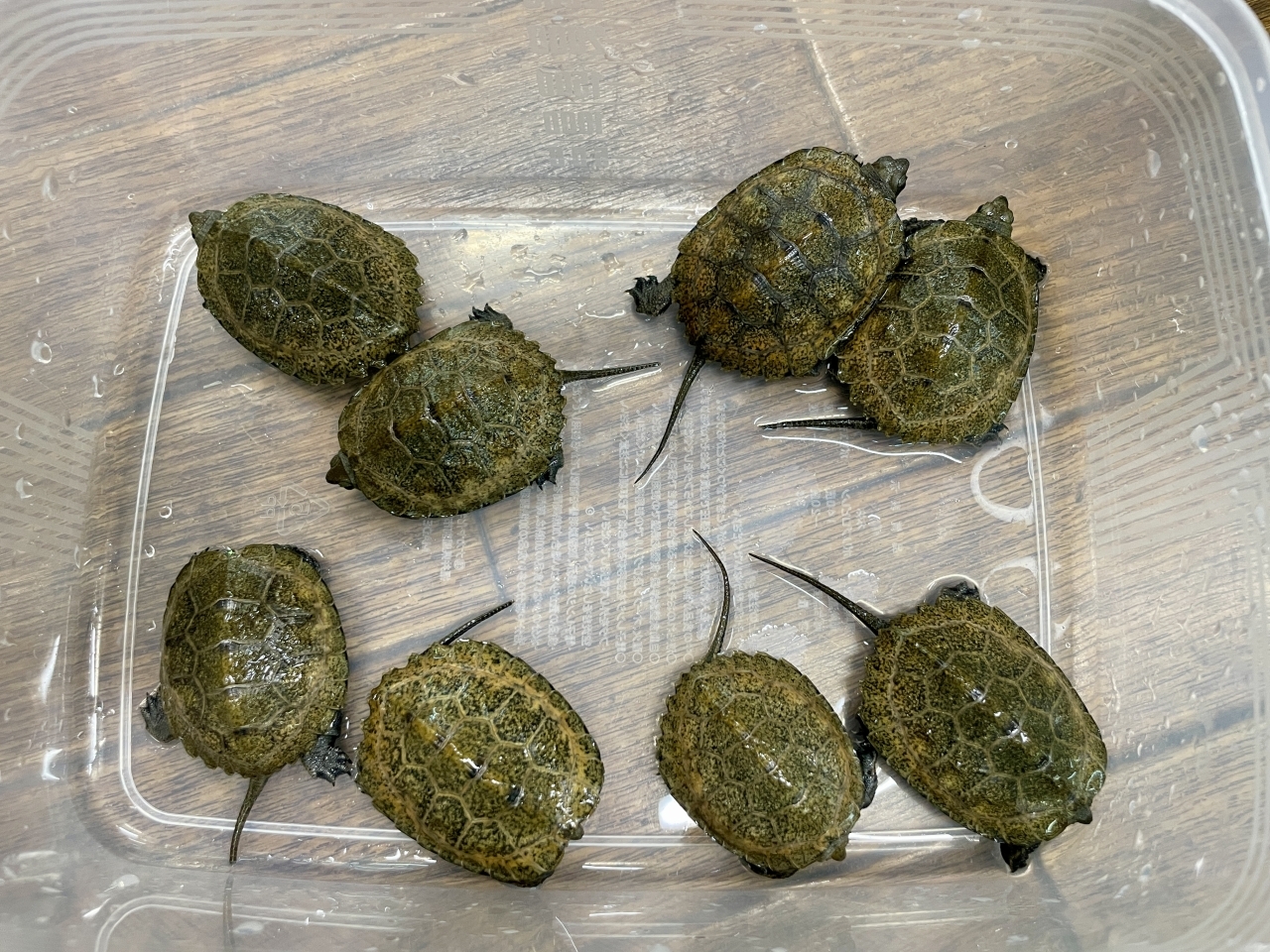 ニホンイシガメ(1)