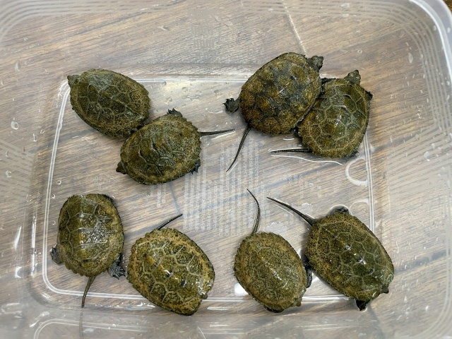 ニホンイシガメ