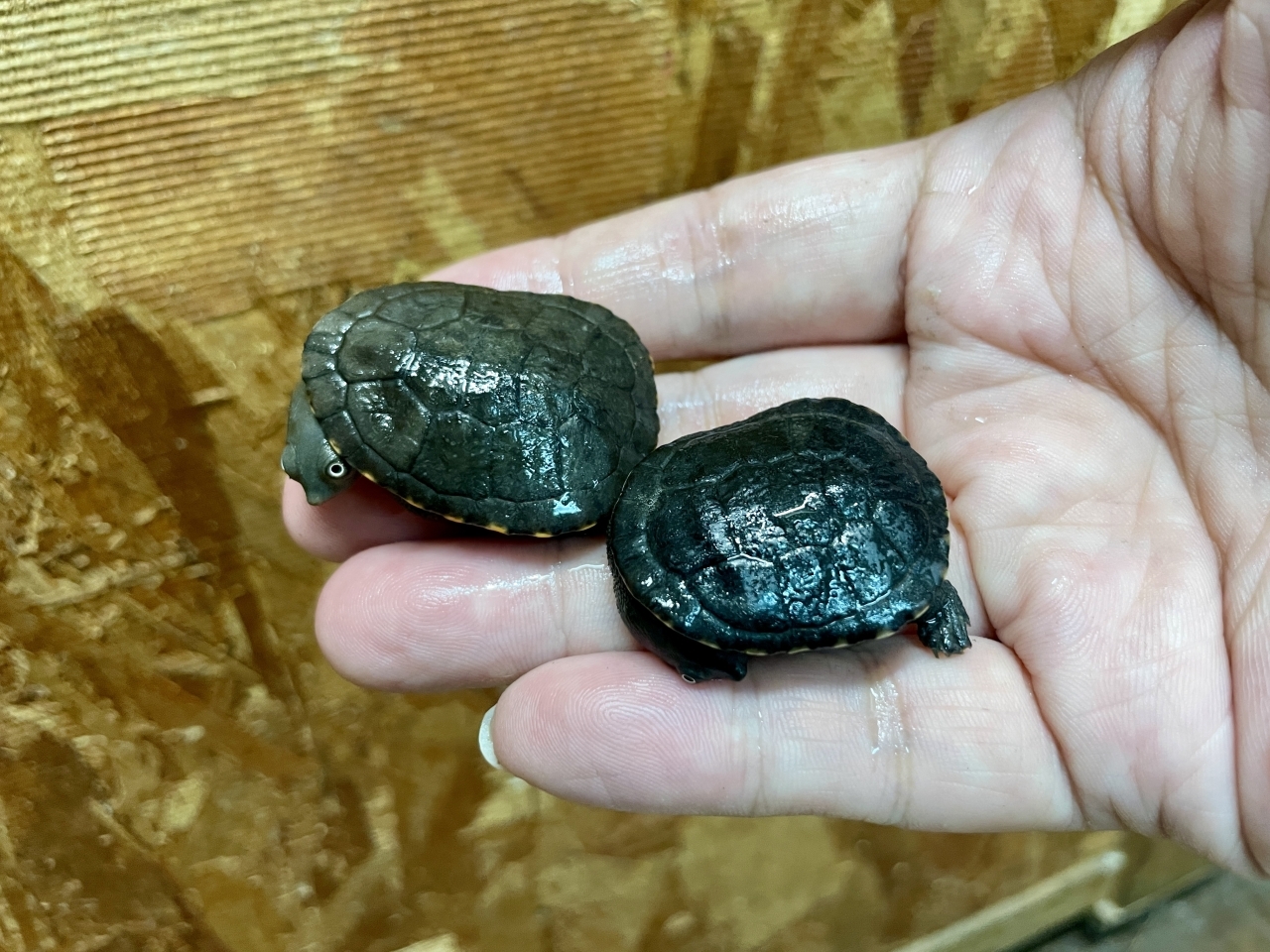 マッコードナガクビガメ（完品）(2)