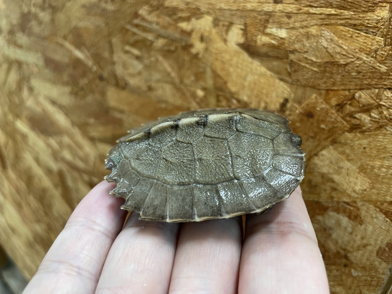 オオヤマガメ(2)