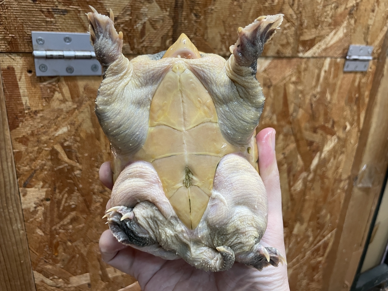 ハラガケガメ（イエロー）(4)