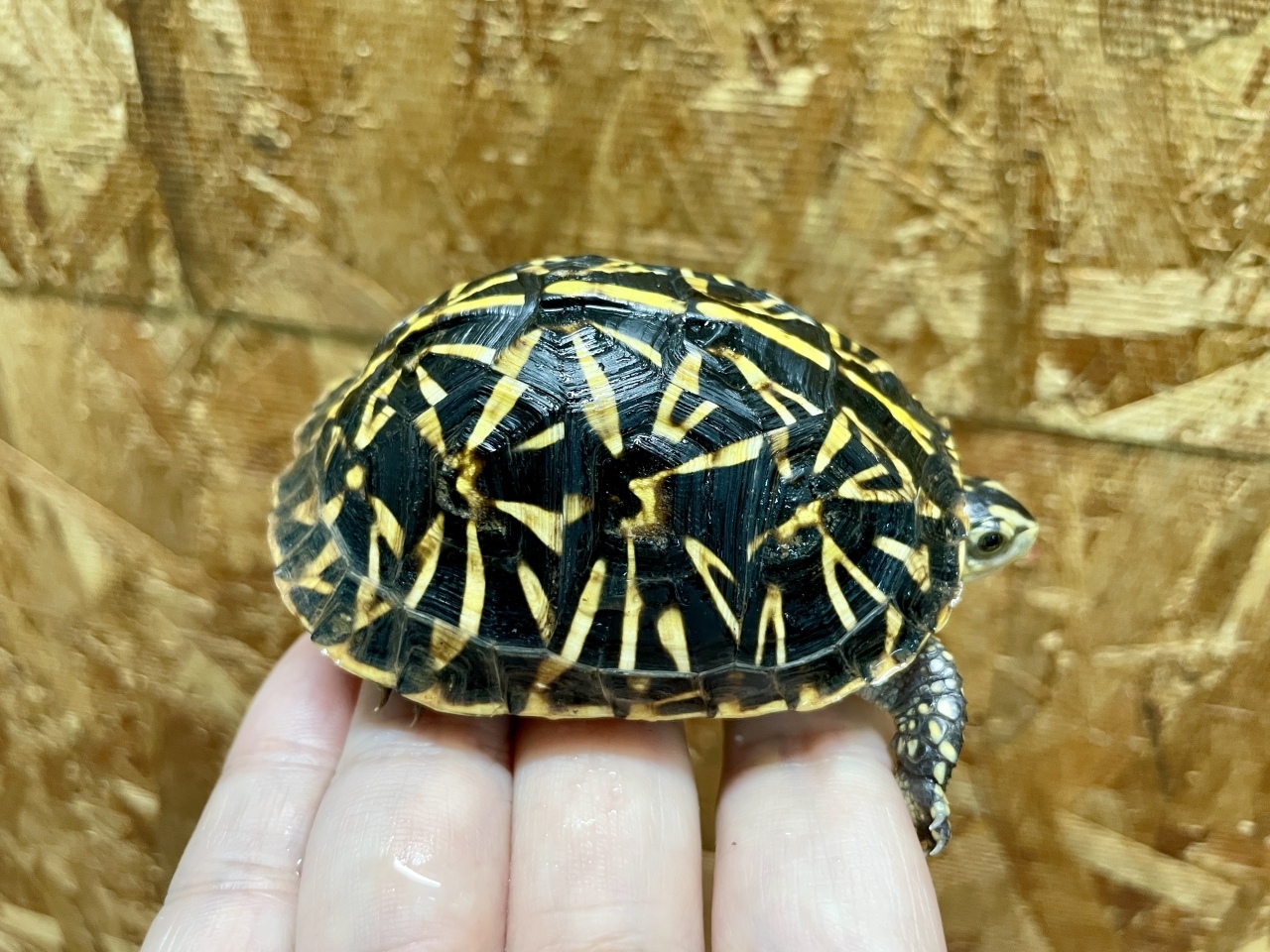 フロリダハコガメ（No.1）(1)