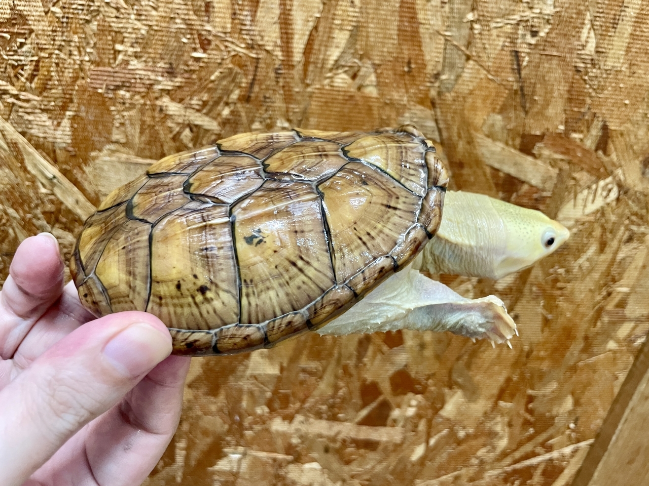 ハラガケガメ（スーパーハイポ）(4)