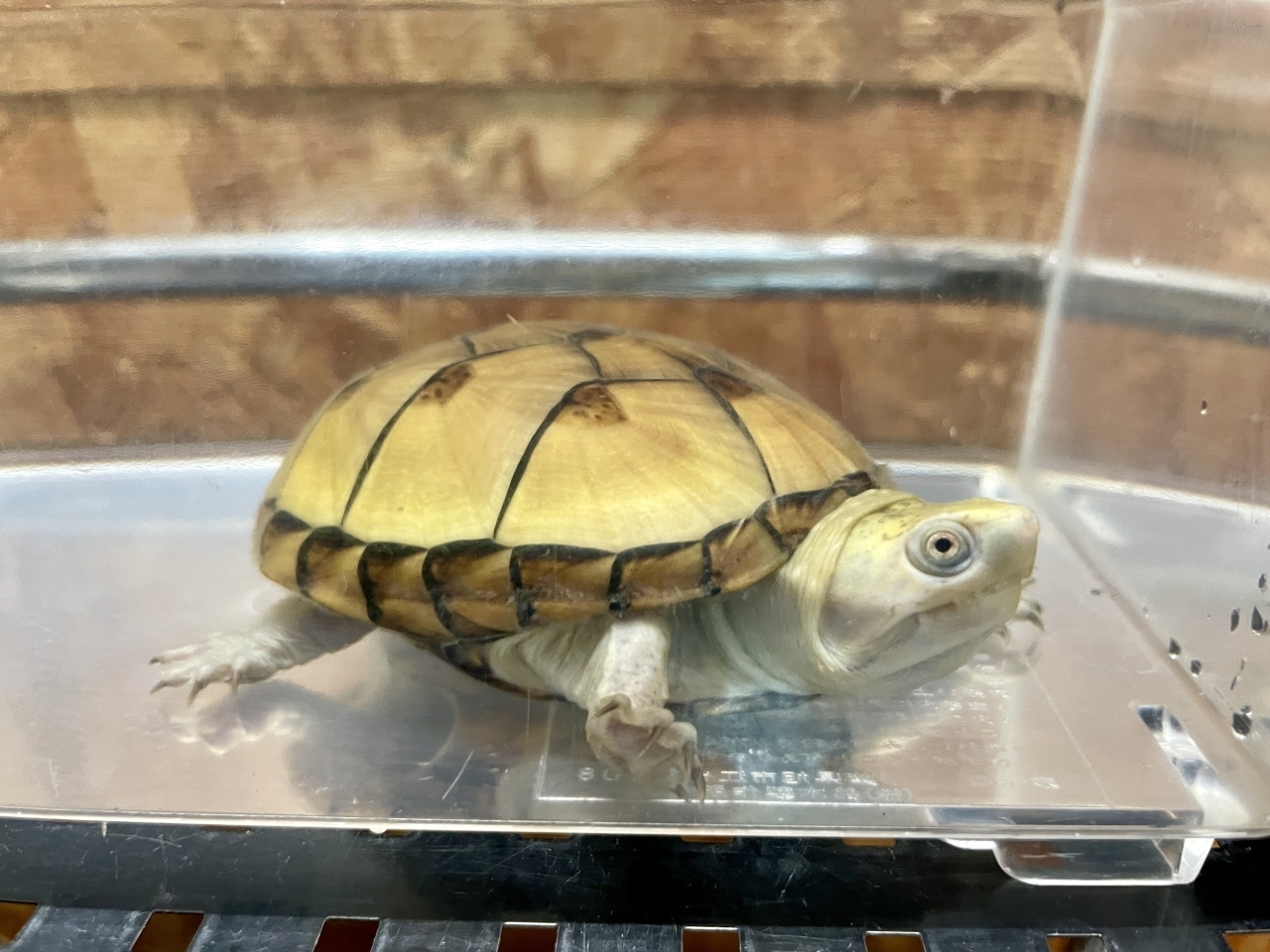 フロリダドロガメ（ハイポ）（No.3）(3)
