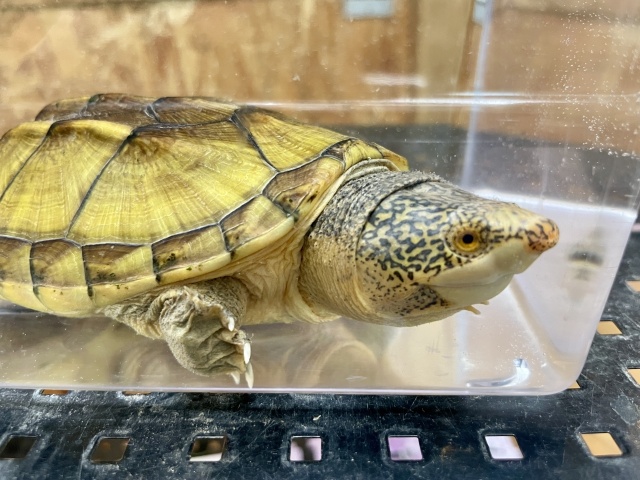 サルヴィンオオニオイガメ