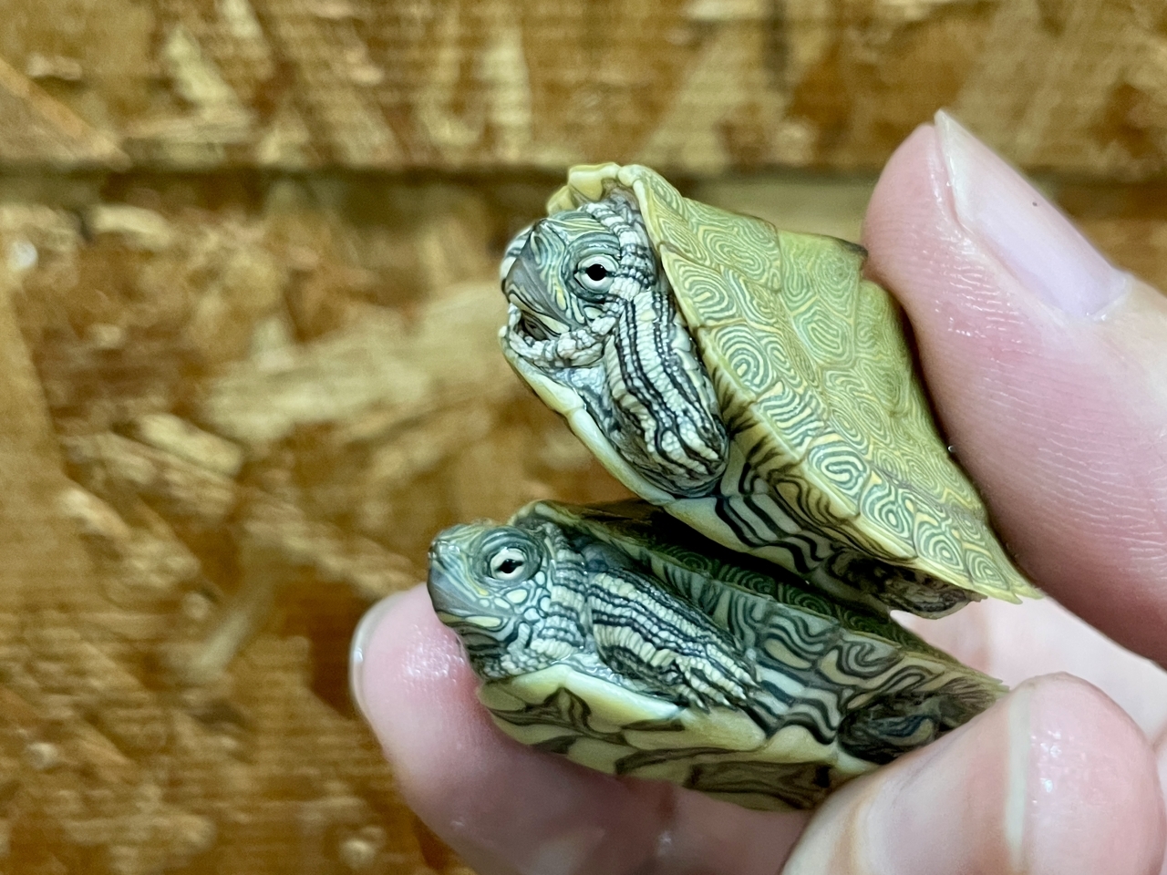 ケイグルチズガメ(4)