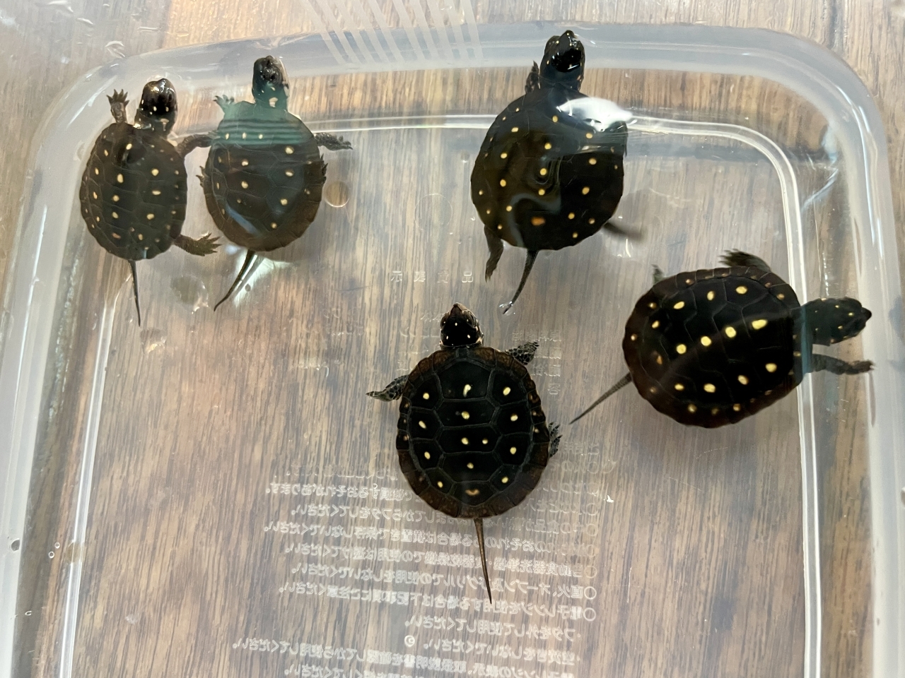 キボシイシガメ（完品）(1)