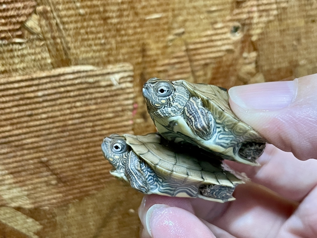 フトマユチズガメ(3)