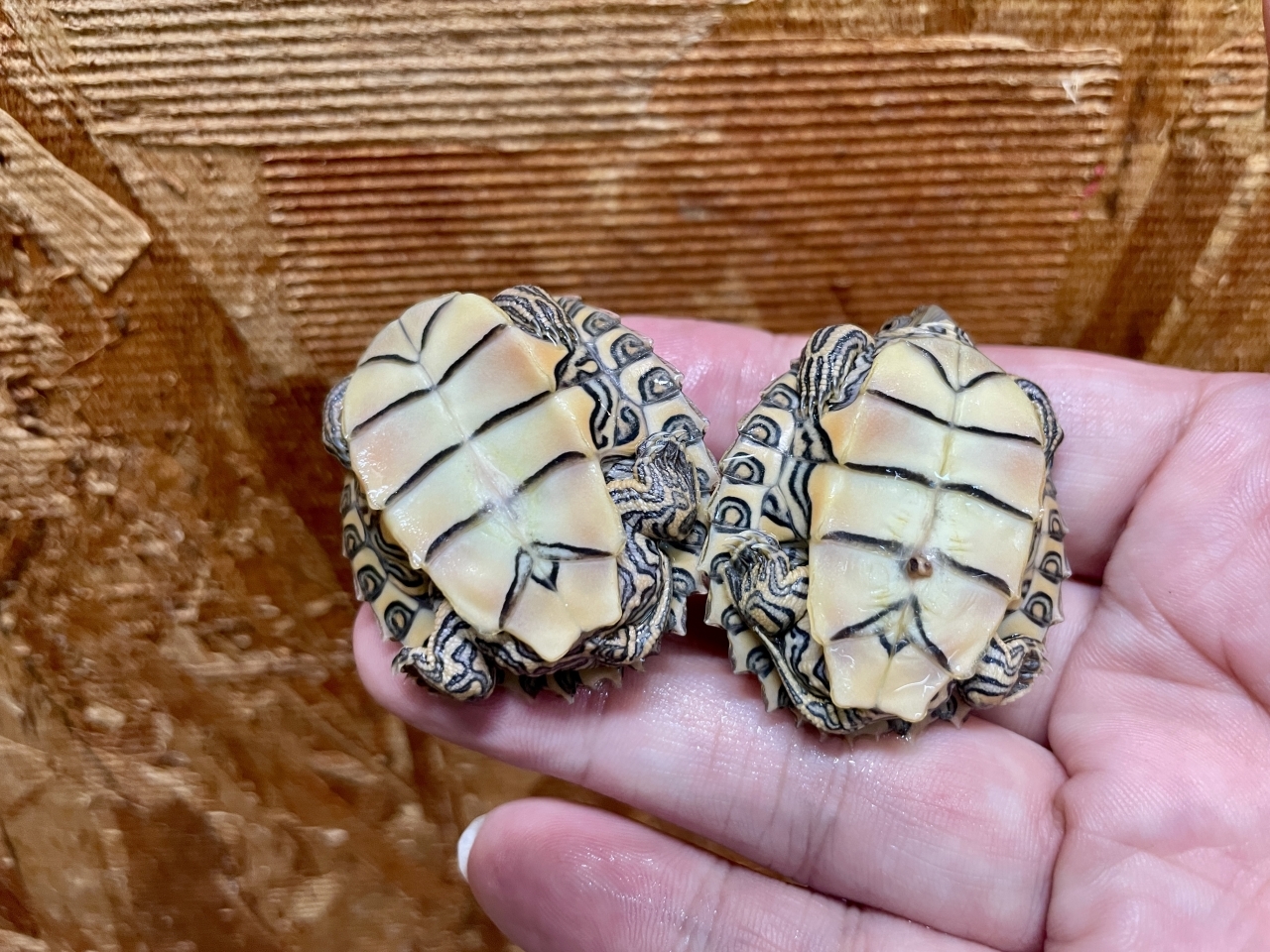 バーバーチズガメ(4)