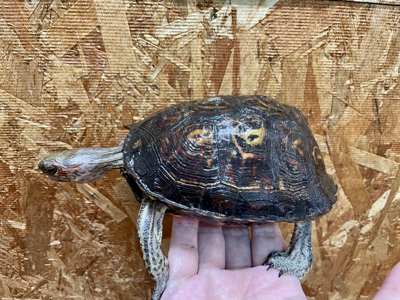 コスタリカアカスジヤマガメ(3)