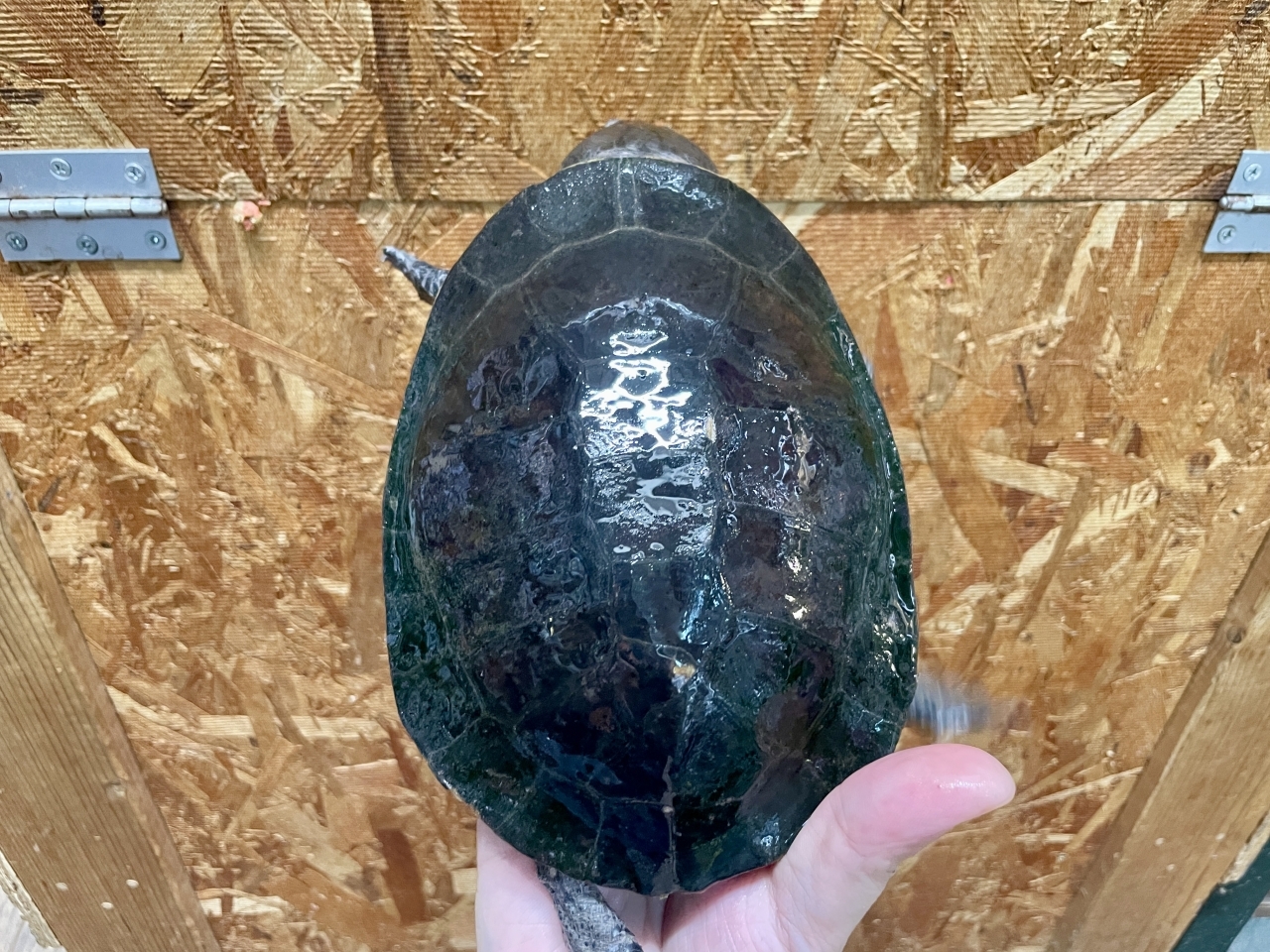 ウェルムスカエルガメ(5)