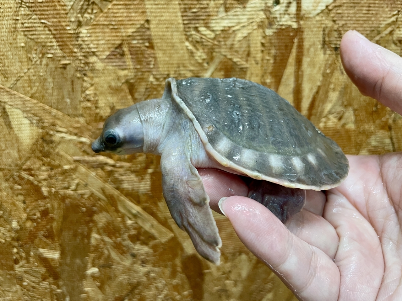 スッポンモドキ(3)