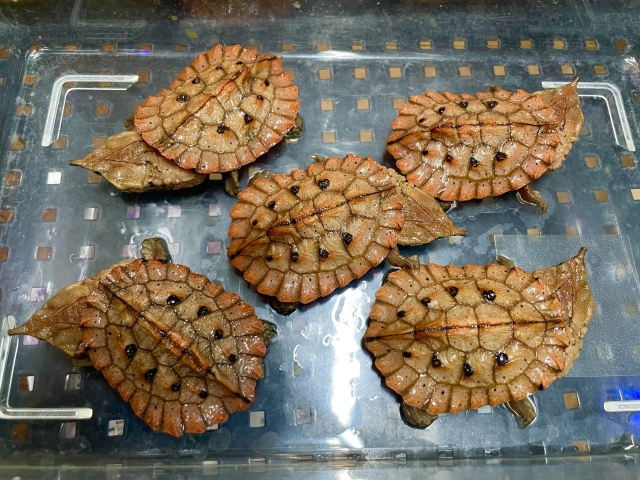 マタマタ