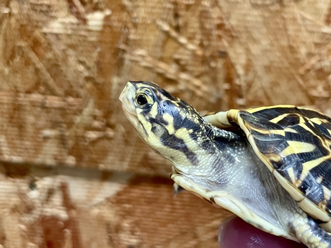 フロリダハコガメ（No.2）(4)