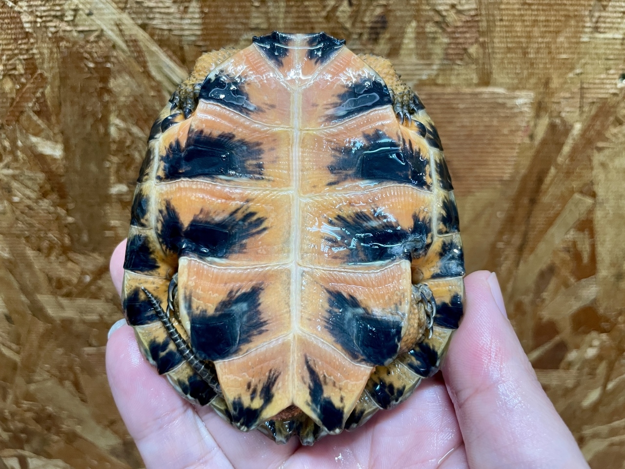 モリイシガメ(7)