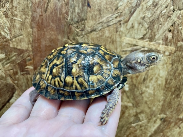 トウブハコガメ