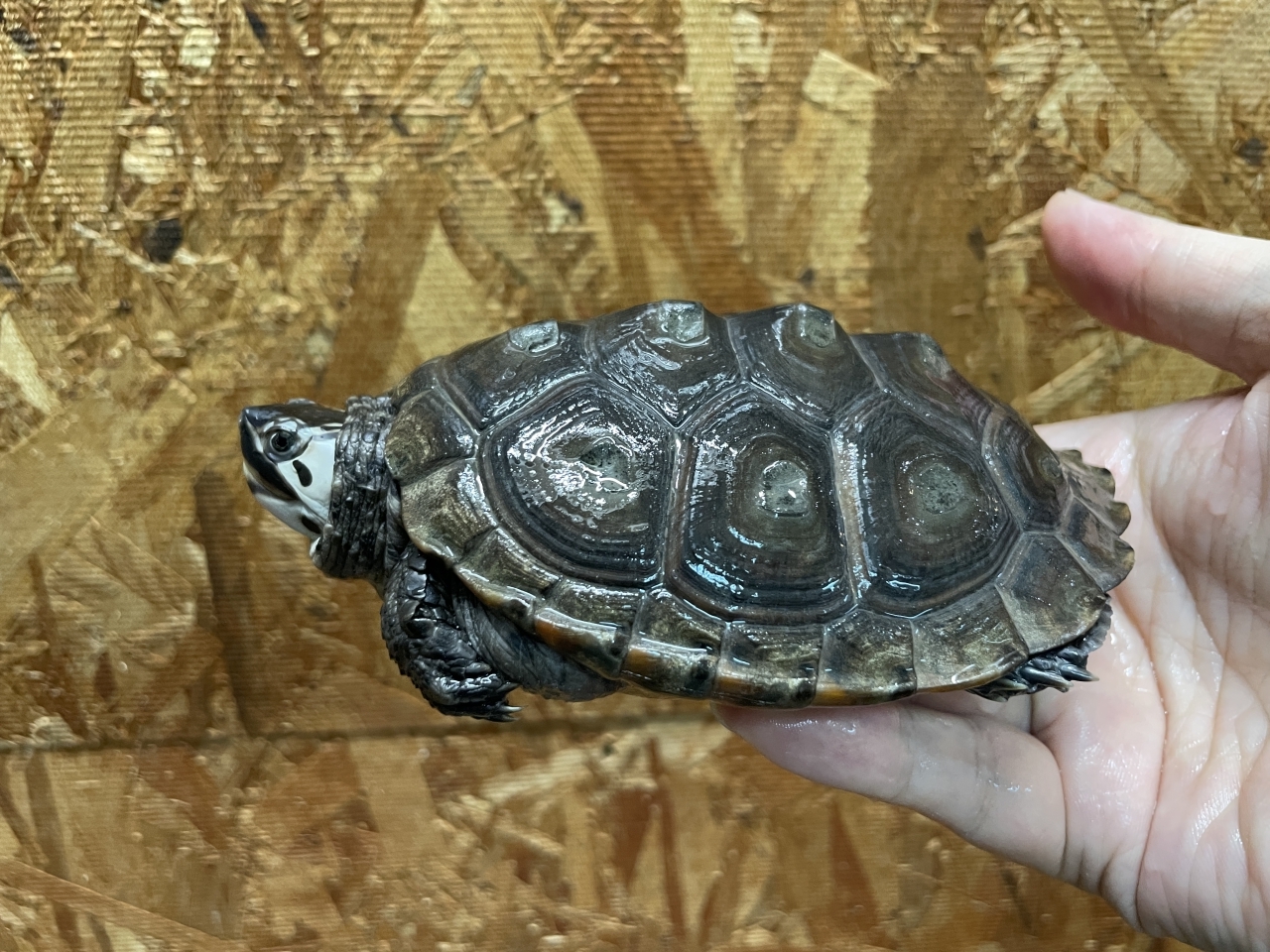 カロリナダイヤモンドバックテラピン（ブルーコンセントリック）（No.3）(2)