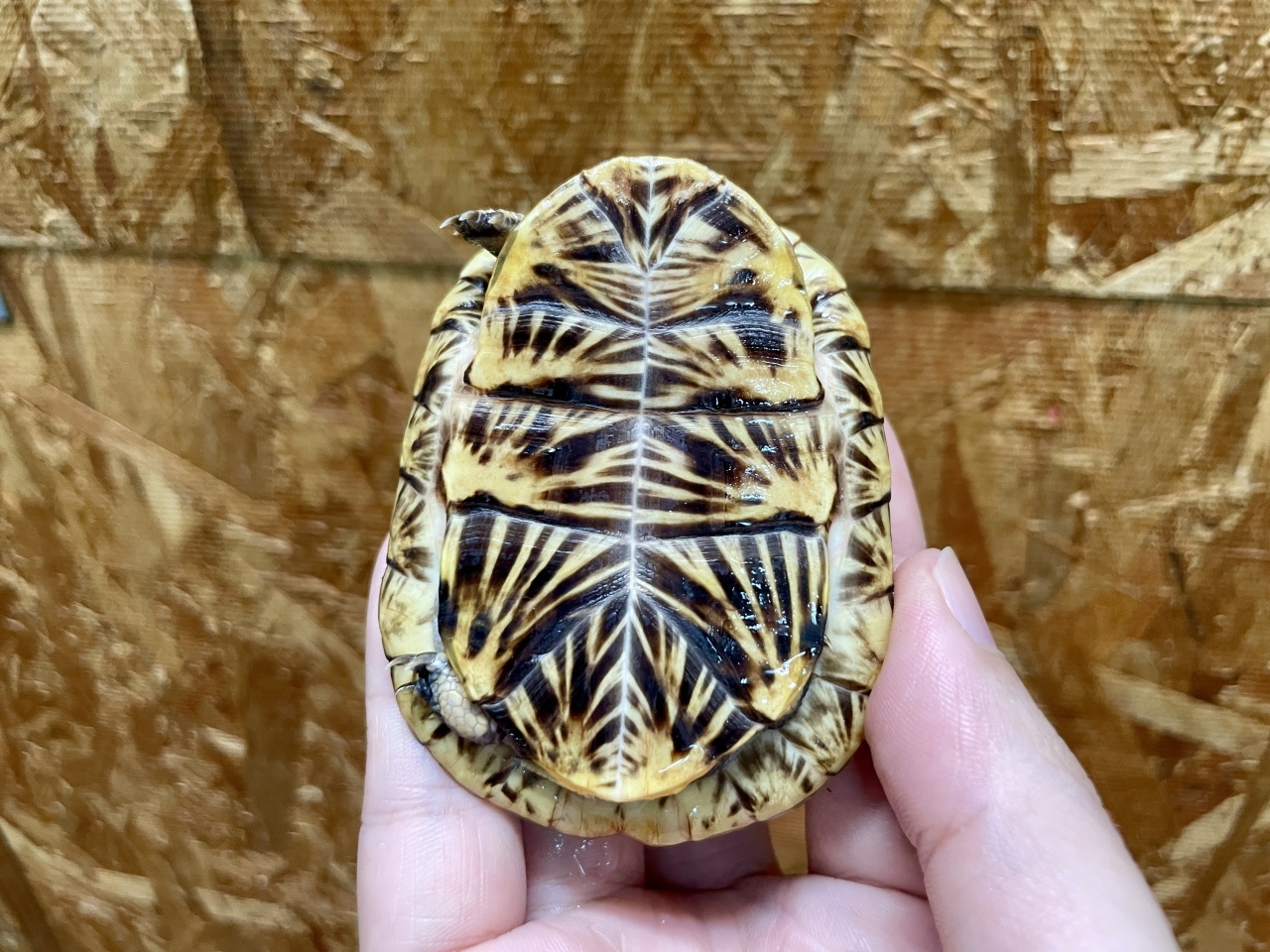 フロリダハコガメ（No.1）(5)