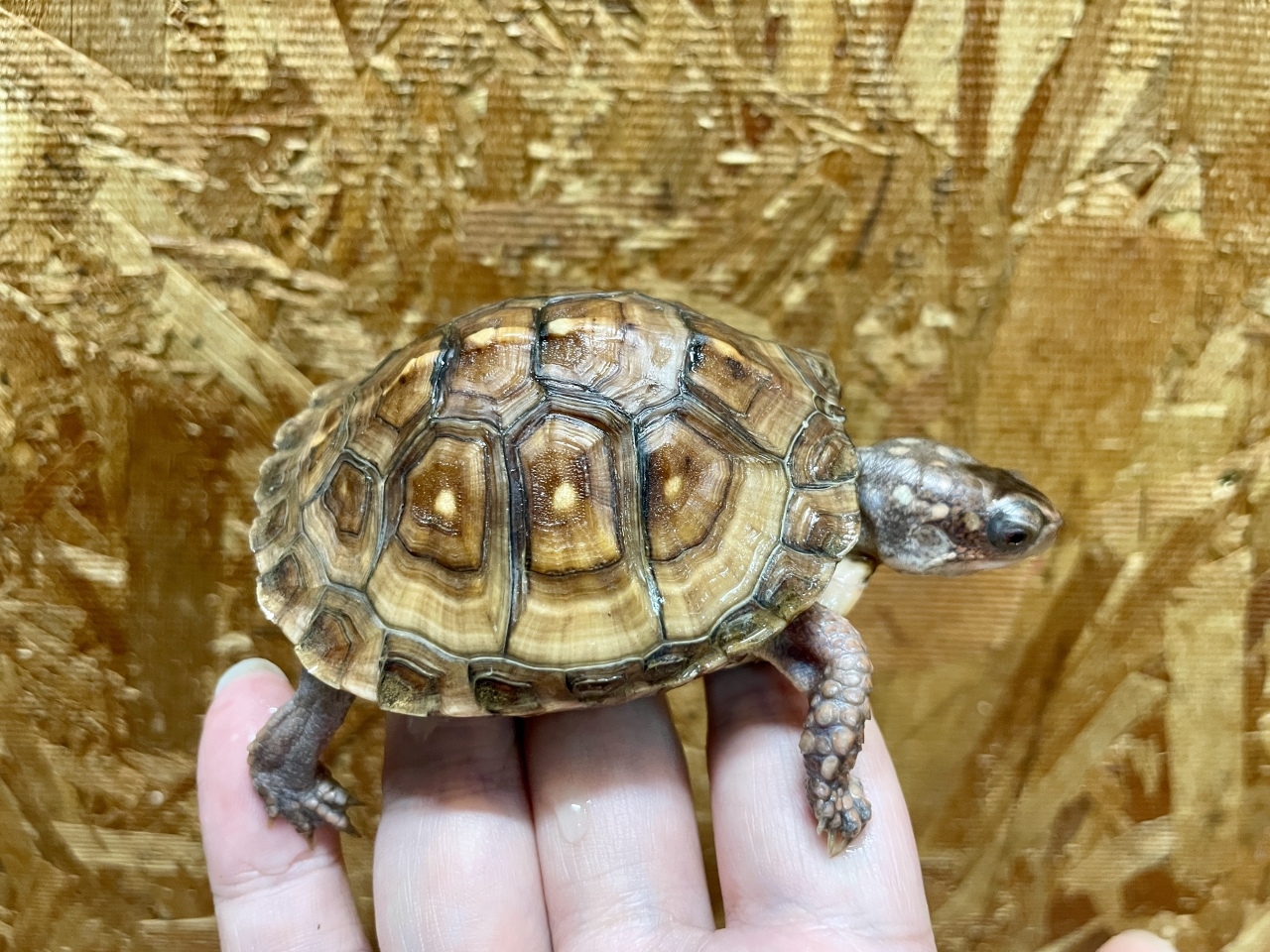 トウブハコガメ（No.B）(1)